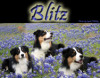 BlitzBlue.jpg