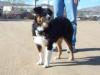 6 months old - herding clinic