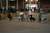 2/17/08 - RWD/BOBP/Puppy Herding Group 3