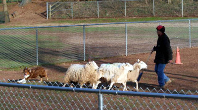 Maggie Herding Lesson - April 2007